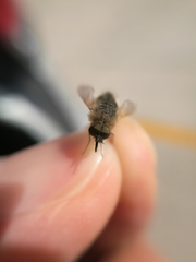 Bombyliinae