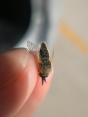 Bombyliinae