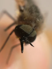 Bombyliinae