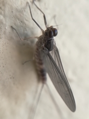 Ephemeroptera