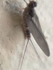 Ephemeroptera