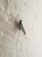 Ephemeroptera