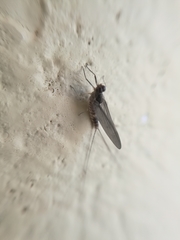 Ephemeroptera
