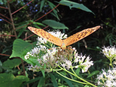 Argynnis paphia