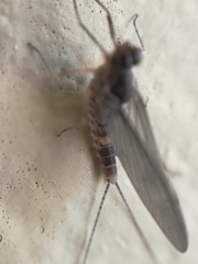 Ephemeroptera