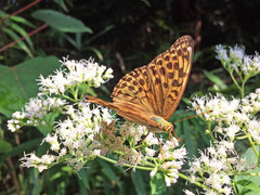Argynnis paphia