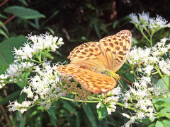 Argynnis paphia