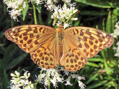 Argynnis paphia