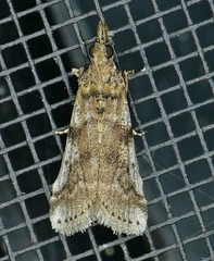 Amyelois transitella
