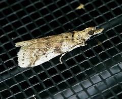 Amyelois transitella