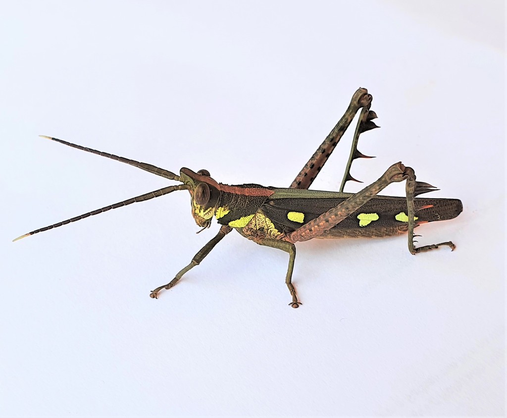 Aeolacris caternaultii