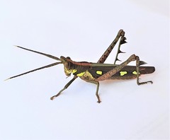 Aeolacris caternaultii