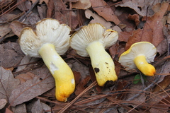 Russula flavida