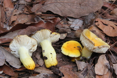 Russula flavida