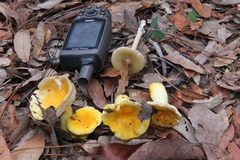 Russula flavida