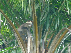 Collared Mangabey photo 5