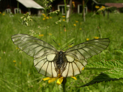 Parnassius stubbendorfii