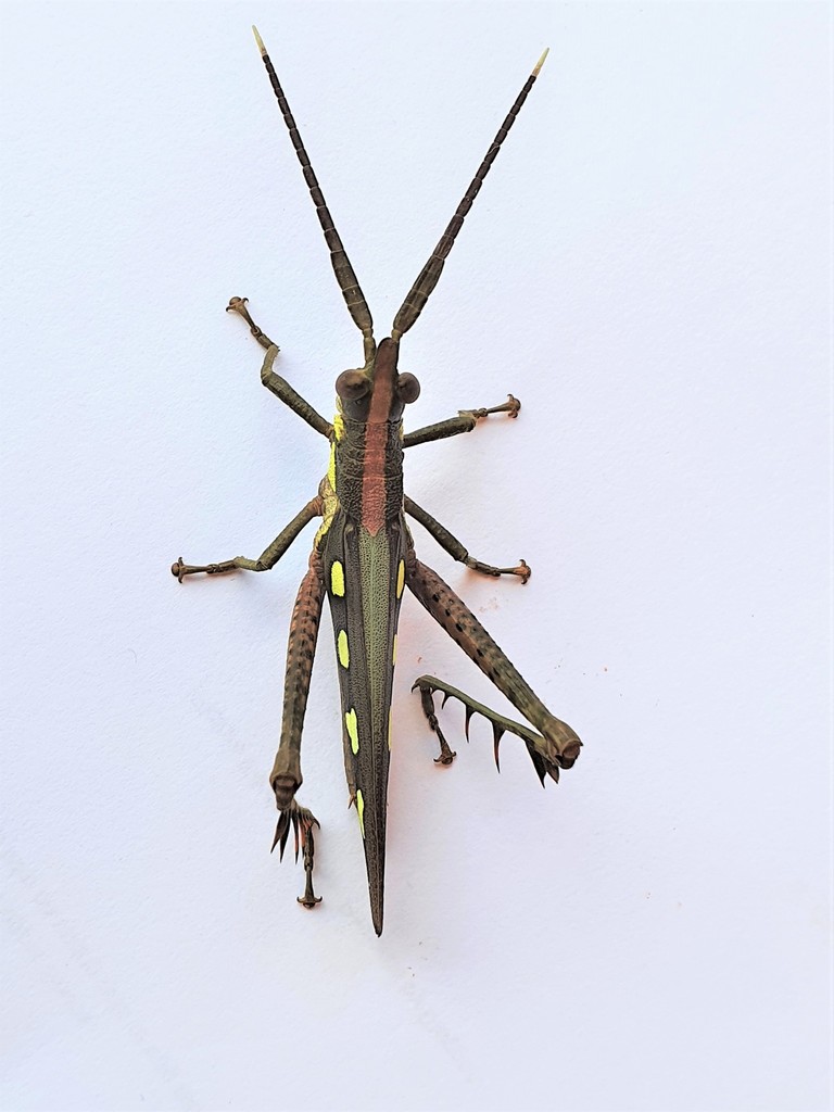 Procolpina