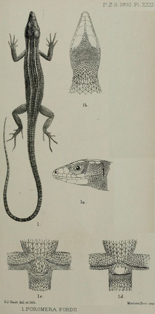 West African Striped Lizard