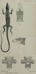 West African Striped Lizard photo 1