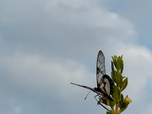 Acraea satis