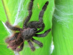 Psalmopoeus victori