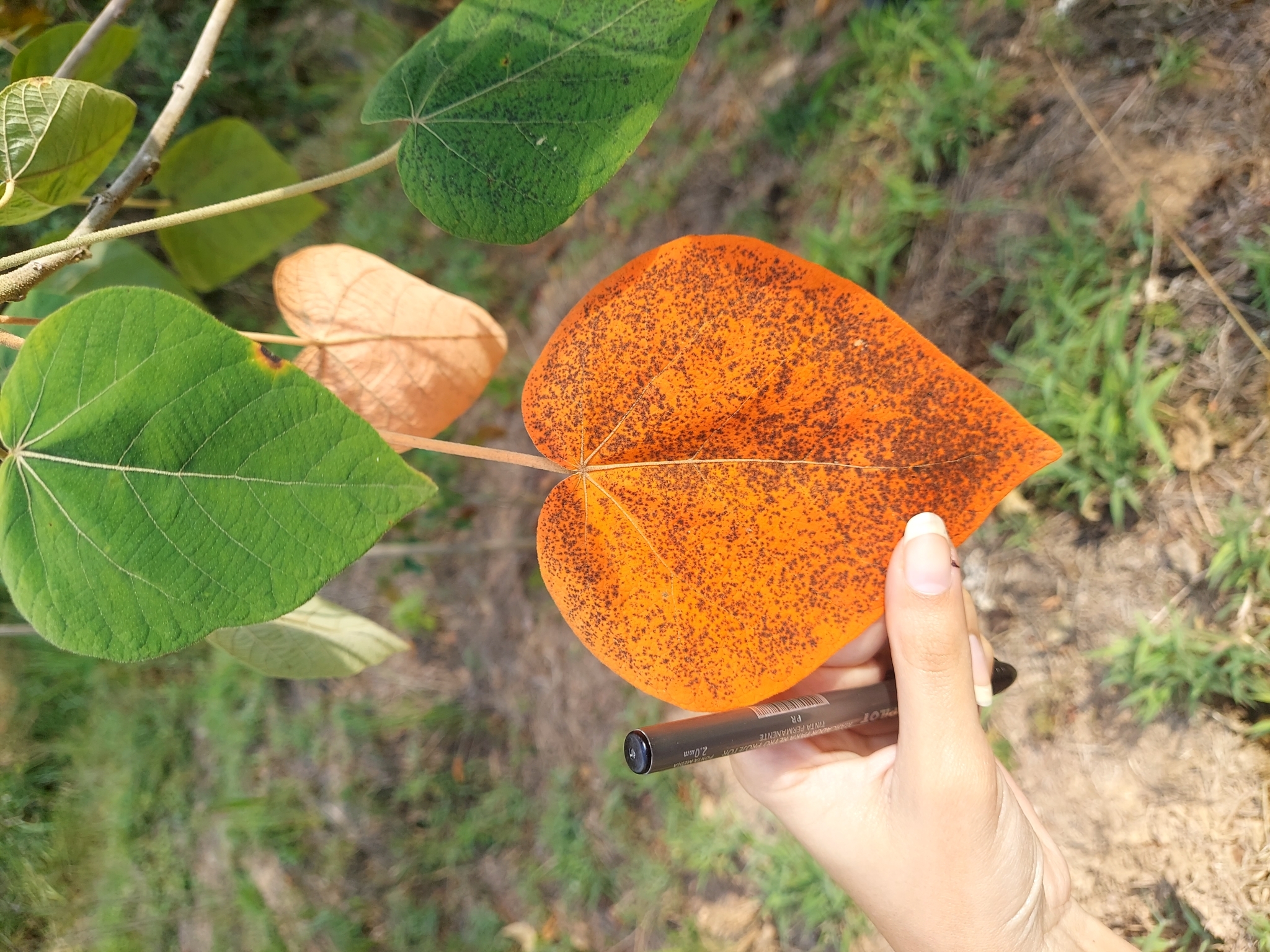 Croton urucurana