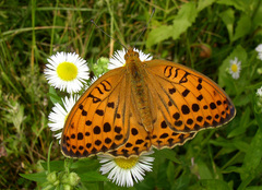 Argynnis laodice