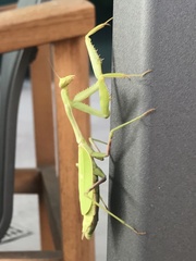 Stagmomantis limbata