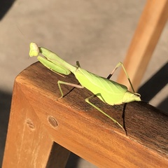 Stagmomantis limbata