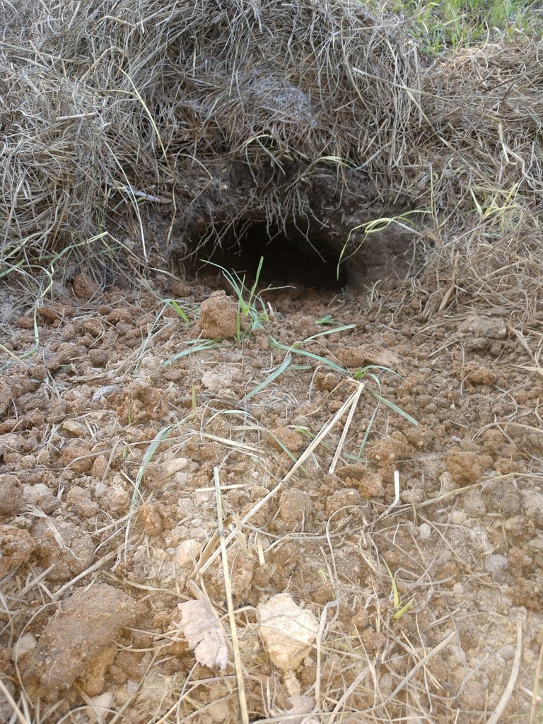 Gopher Tortoise In November 2019 By Kerry Loveless. Fresh Burrow. It Is 