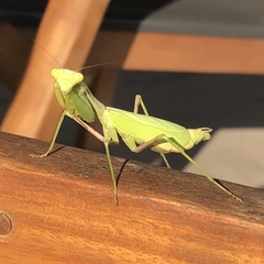 Stagmomantis limbata