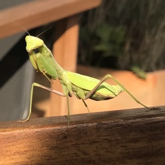 Stagmomantis limbata