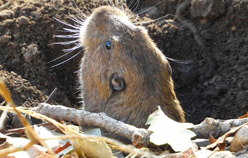 iNaturalist observation photo of Botta's Pocket Gopher