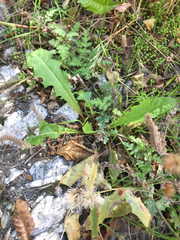 Stephanomeria cichoriacea