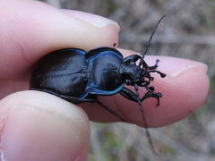Carabus finitimus