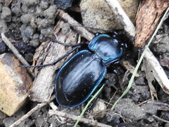 Carabus finitimus