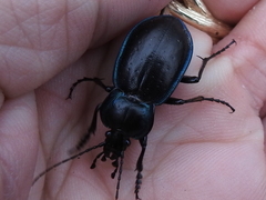 Carabus finitimus
