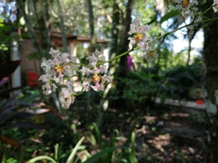 Trichocentrum × teaboanum