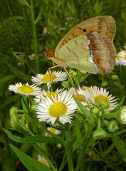 Argynnis laodice