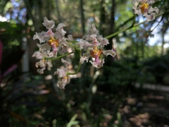 Trichocentrum × teaboanum