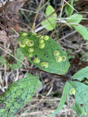 Unknown species found near Northline Rd, Taylor, MI, US
