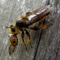 Laphria rufa