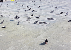 Columba livia domestica