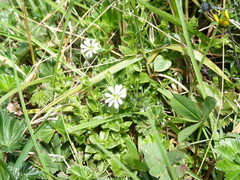 Stellaria recurvata