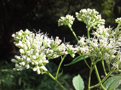 Eupatorium cannabinum