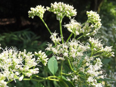 Eupatorium cannabinum