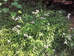 Eupatorium cannabinum