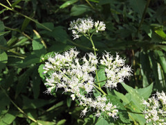Eupatorium cannabinum