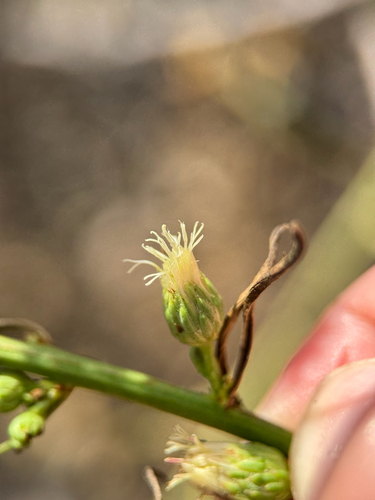 malibu baccharis (Baccharis malibuensis)